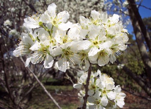 Fruit Trees