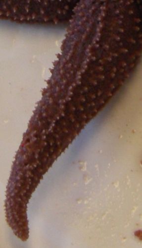 An Echinoderm