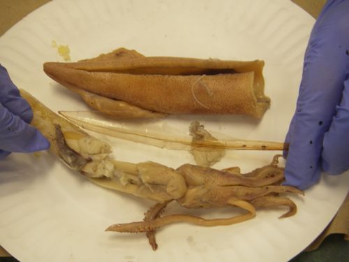 Squid Parts