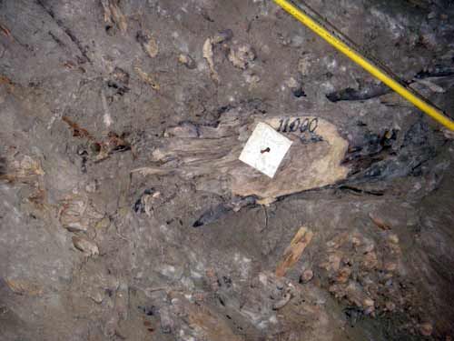 Ancient Bison bones, petrified trees, Mica, Schist, all frozen in the Arctic soil.