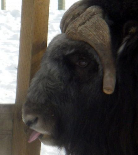 No, the tongue of this male Musk Ox did not stick to the pole!