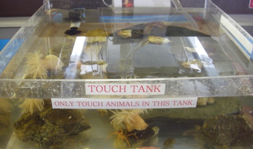 The Touch Tank!