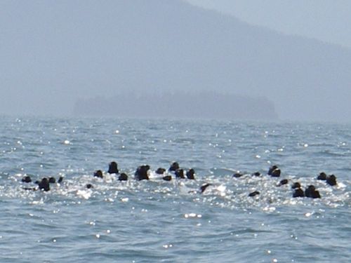 Sea Otters in Kachemak Bay