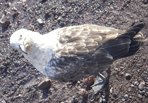 Clever Skua