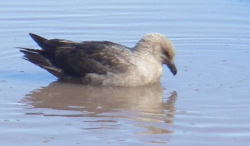 Even Skuas Need to Bathe!