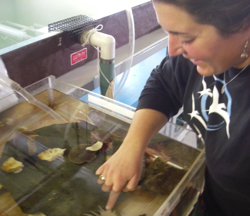 Taking Advantage of the Touch Tank