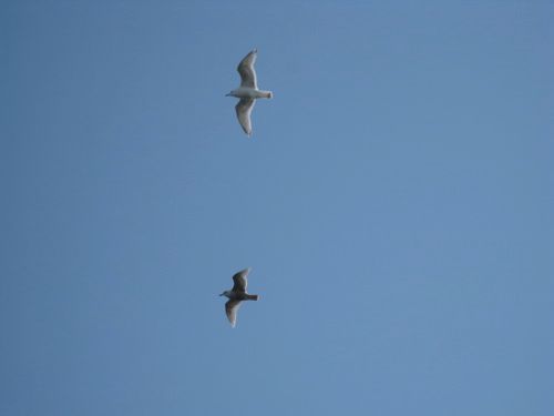 Gulls