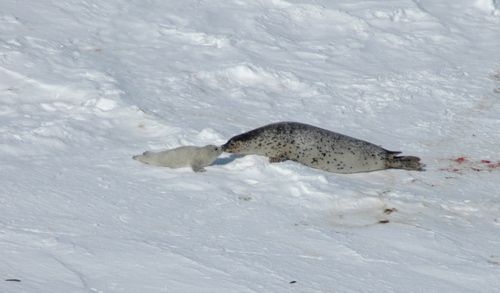 Spotted Seal