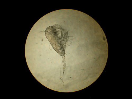 Metridia