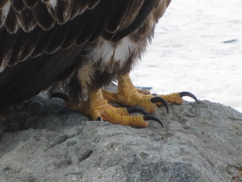 Talons