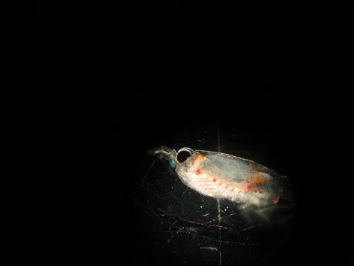 Krill (Half of one!)