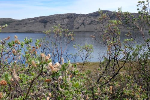 Flora of Greenland