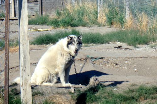 Sled Dog in Kangerlussuaq