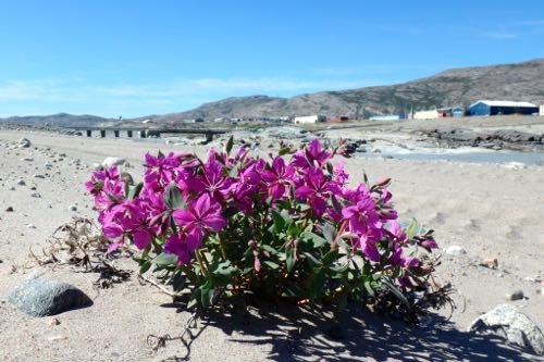 Flower in the Kangerlussuaq Sand