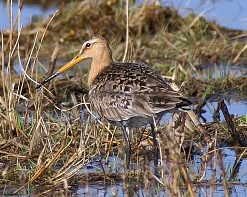 Black-tailed Godwit, a large shorebird rarely seen in North America