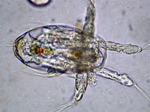 Part of the Food Chain.  This copepod nauplius is a part of the food chain in Chesapeake Bay. Copepods are also an important par