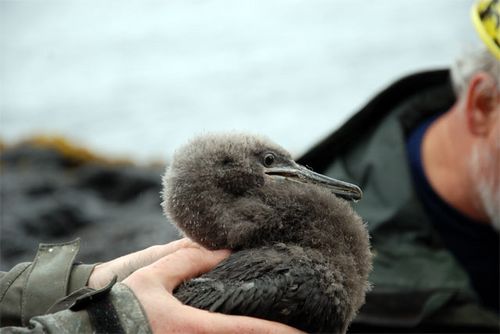 Red-faced Cormorant