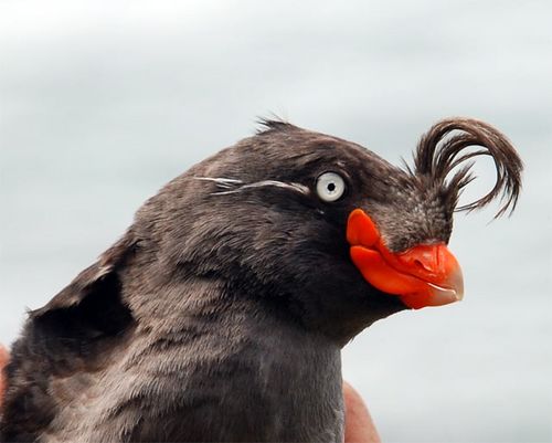 Meet the Crested Auklet