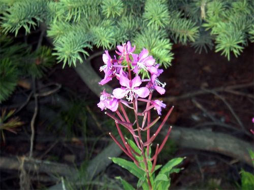 Common Fireweed (Epilobium angustifolium)