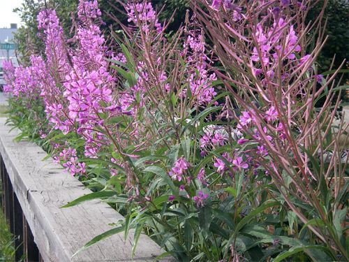 Summer flowers in Downtown Anchorage are beautful!