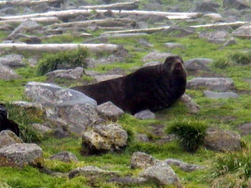 My first trip to the seal rookery!