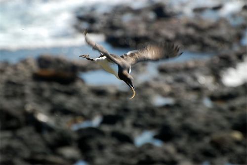 Fresh fish!  This Common Murre is delivering a meal to its chick.