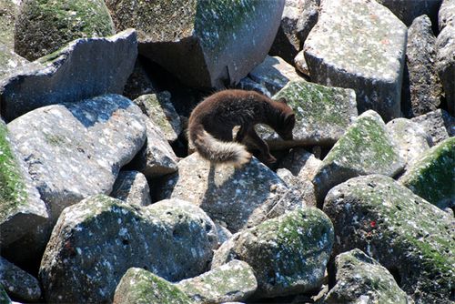 Hungry Arctic foxes patrol the rocks looking for chicks or eggs that fall from the ledge