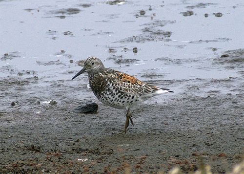 Great Knot, an Asian shorebird species photographed on St. Paul