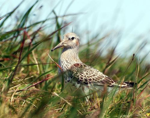 Rock Sandpipers are very abundant here on St. Paul Island