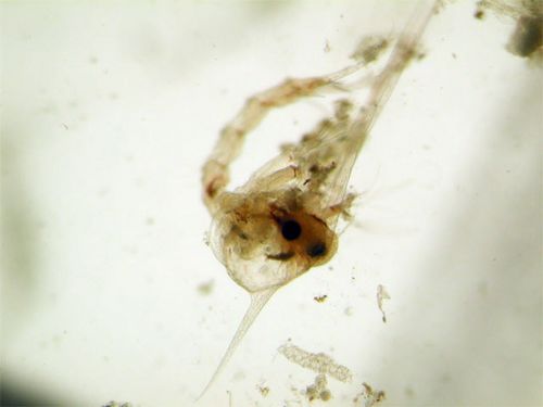 This crab larvae from the Chesapeake Bay will eat microzooplankton as it develops.   In turn, it may become food for something b