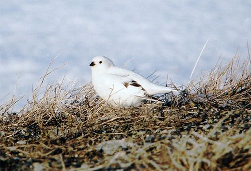 McKay's Bunting, a highlight of a birder's trip to the Pribilofs!