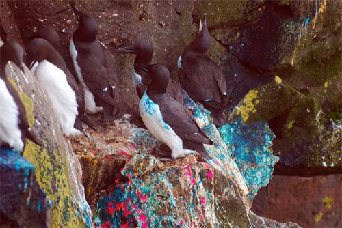 More on the rocks than on the birds!