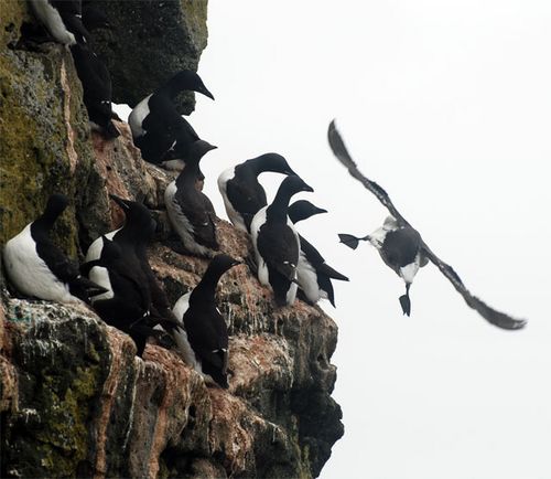 The murres at Zapadni Gap