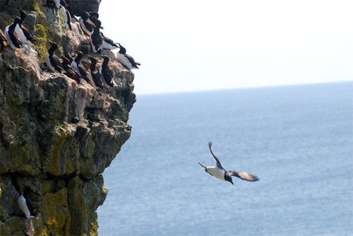 Foraging trip.  This murre is out to find a fish from the Bering Sea