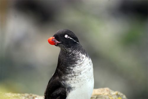 Parakeet Auklets have the sweetest songs on the cliff