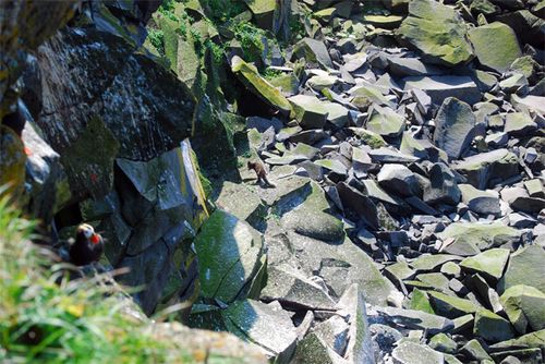 Don't slip!  These Tufted Puffins (foreground) are less vulnerable to foxes since they nest deep in burrows.