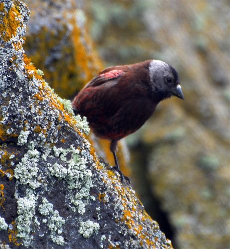 Small flocks of Rosy Finches flit by the top of the cliff at Zap Gap