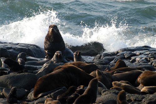 These Northern Fur Seals consume many fish to build their fat reserves.   They in turn, may become food for Orcas in the Bering 