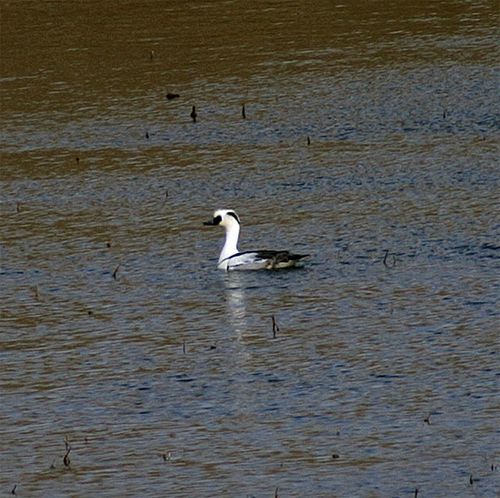 Smew, a duck that would be expected in Europe or Asia, but a surprise in Alaska!