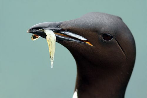 Thick-billed Murre with larval Pacific Sandfish