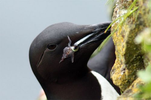 Thick-billed Murre with Squid