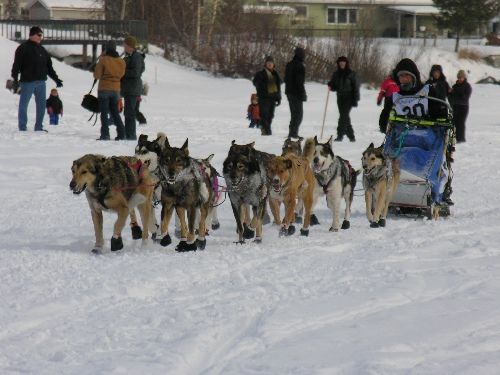 Yukon Quest Winner