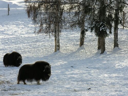 Musk Ox