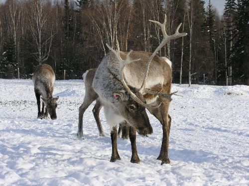 Caribou