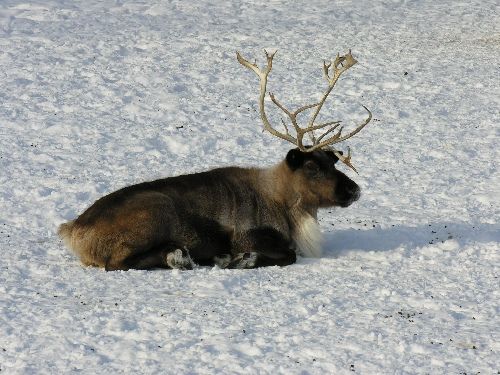 Reindeer 