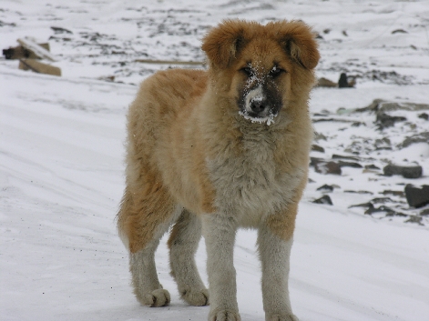 Snow face