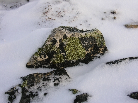 Tundra rock  winter