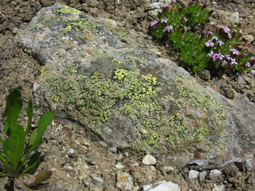 Tundra  rock summer