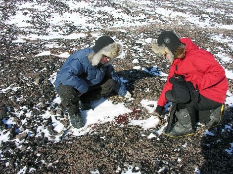 Tundra plants