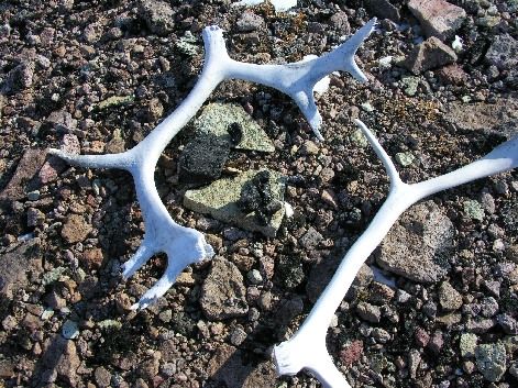 Impact glass and antlers